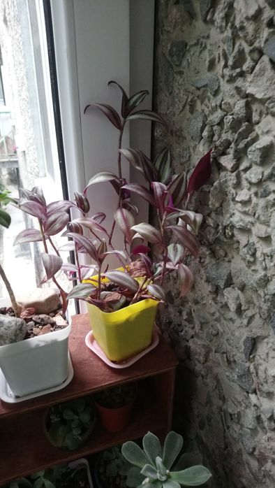 Традесканция, район Атакент