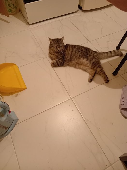 Отдам кошку шотладскую