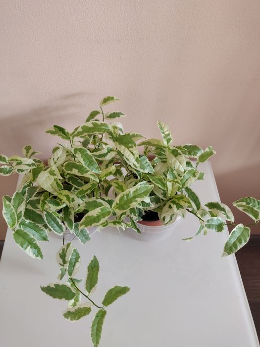 Фикус ( комнатное растение)