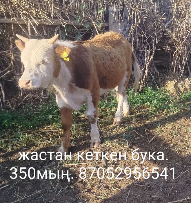 Жастан кеткен бұқа сатылады