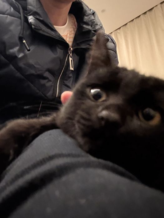 Домашний котёнок