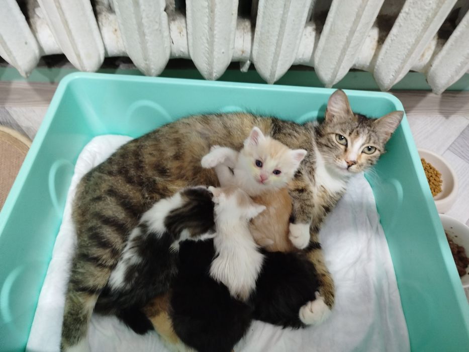 Отдам котят в хорошие руки