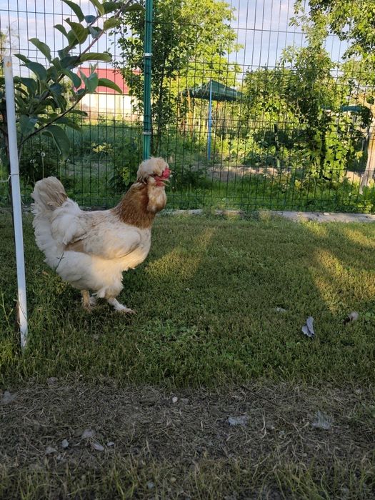 OFERTĂ!! Cocoș strumski cu 3 găini