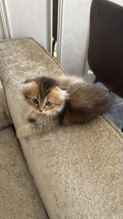 Шотландский котенок, девочка 3 месяца