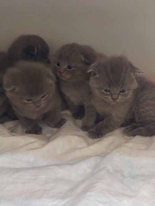 Продаються котята шотланские