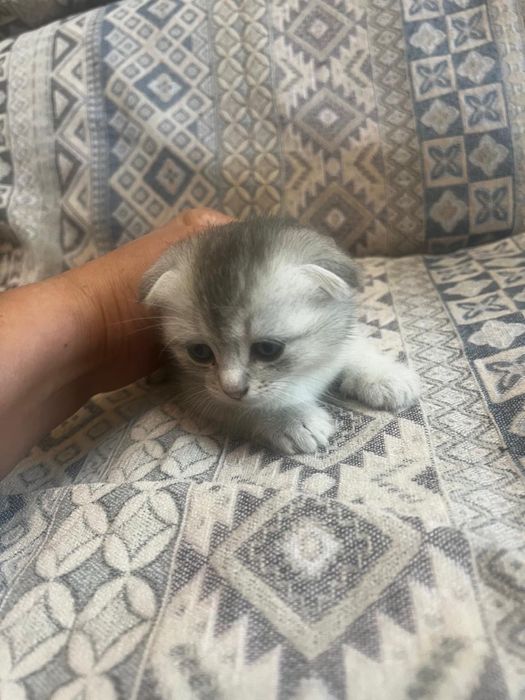 Котята шотландцы