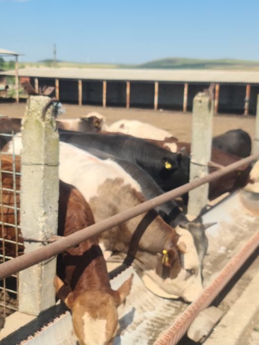 Tauri Bălțată Românească