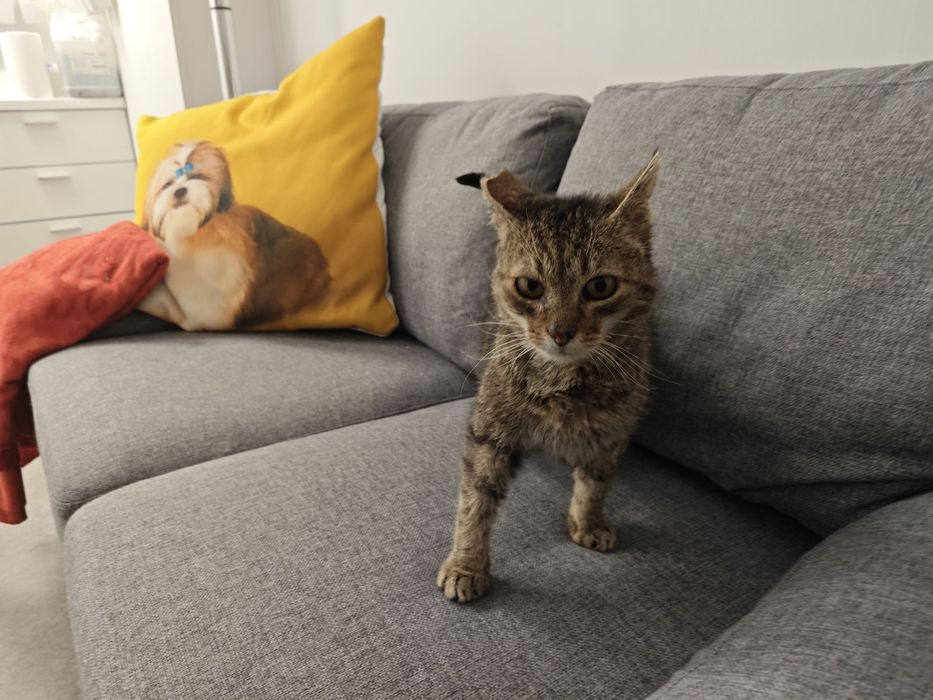 Гушко търси дом от девет месеца.