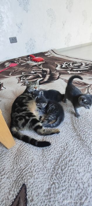 Otdam darom tekinga mushuk bolasi faqat  yahshi boqadigan odamga