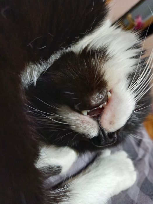 Отдам Кота срочно