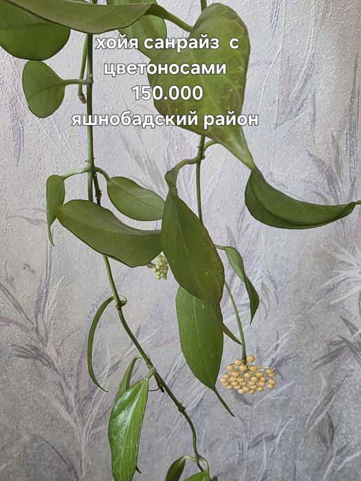 Продаю комнатные цветы