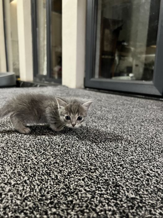 (Domestic Shorthair) mushigi