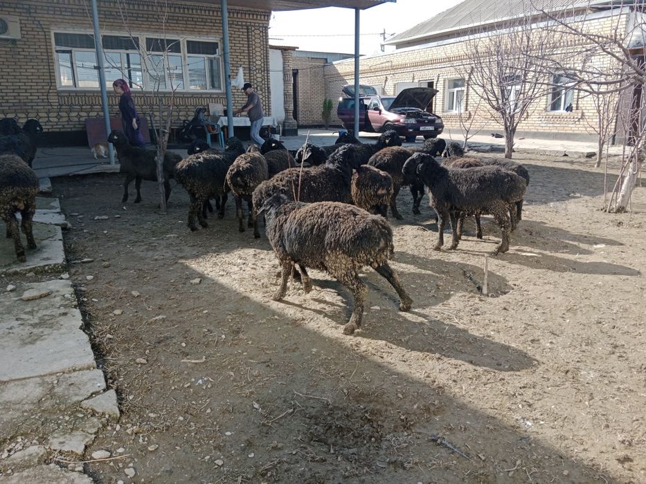 Қошқарлар кошкар