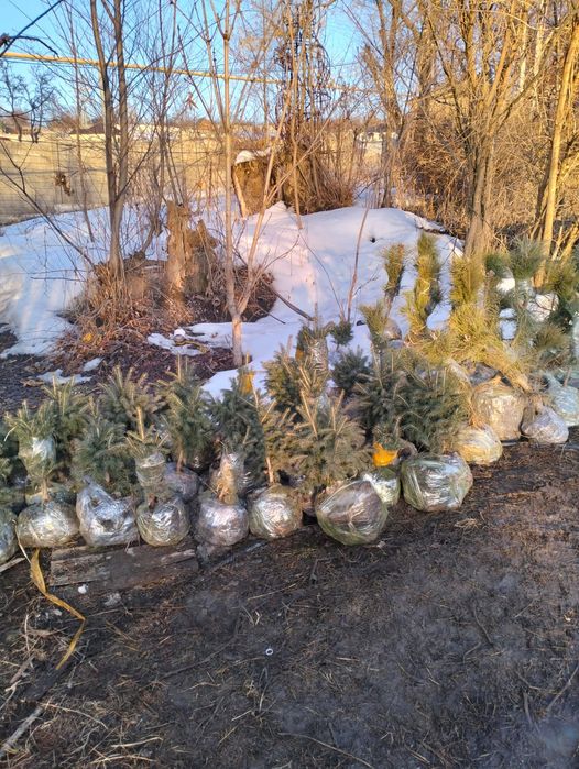 Сосна,ёлки ,березы