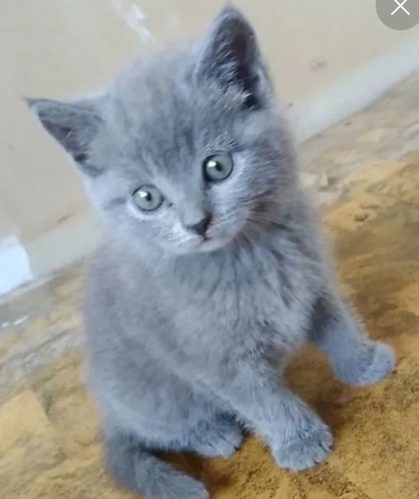 Продаются шотландские котята.