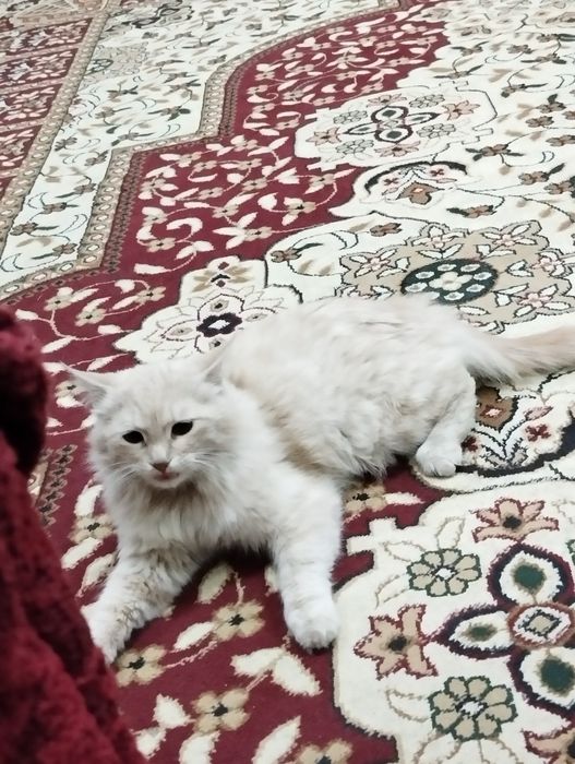 Кошка продаётся мальчишка