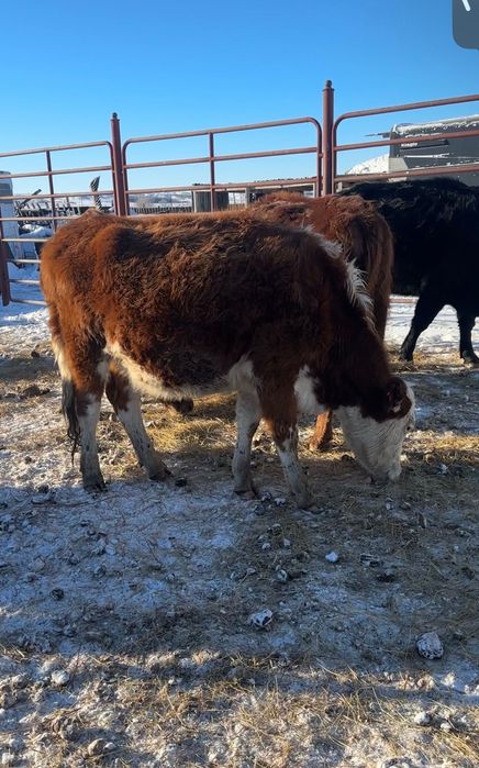 3 Белоголовые тёлки стельные