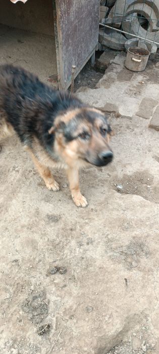 Продается овчарка