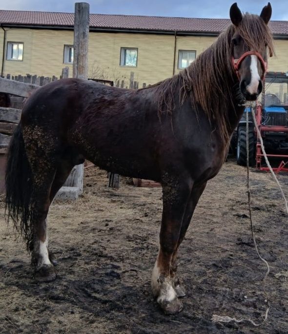 Отличный жеребец