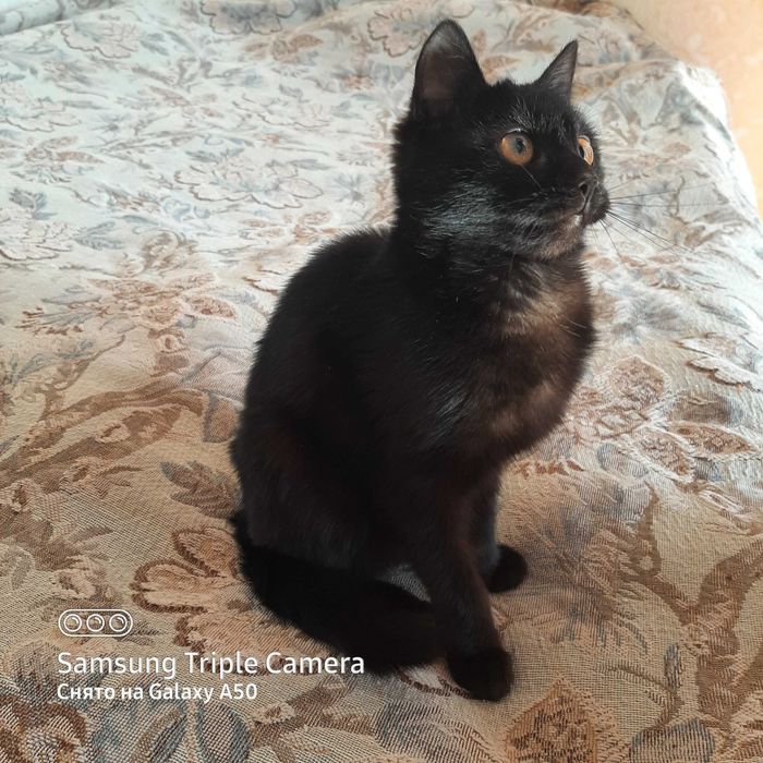 Отдам котёнка в хорошие руки