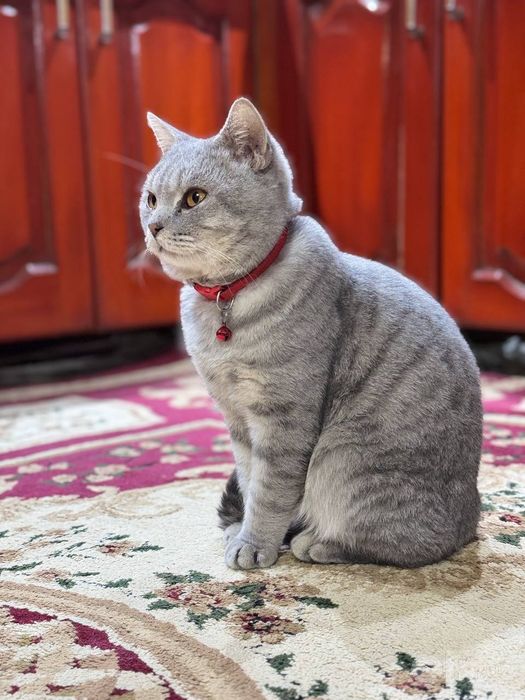 Кот на вязку британец