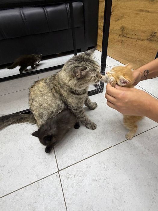 Отдам даром котят 1 месяц