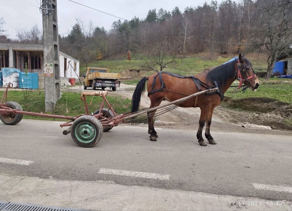 vind cal bun de munca 1000 lei