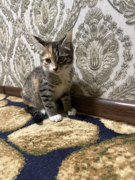 Котенек отдаем даром