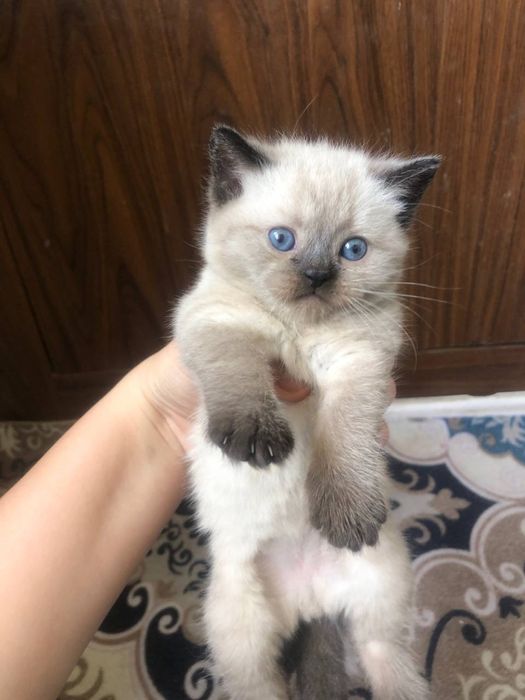 Продаю котят вислаухих шиншил