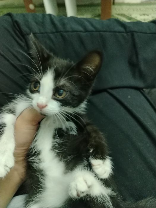 Котяк отдам добрый руки