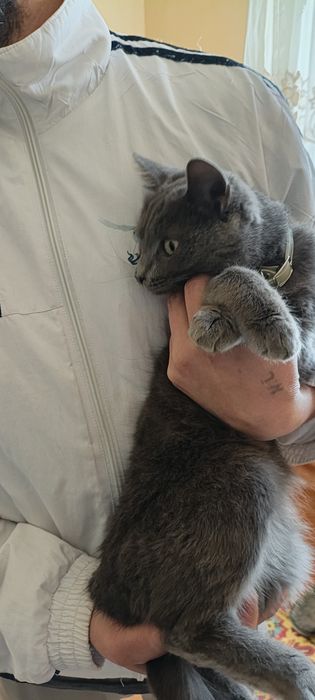 Кошечка 6 ойли ранги дымчатый