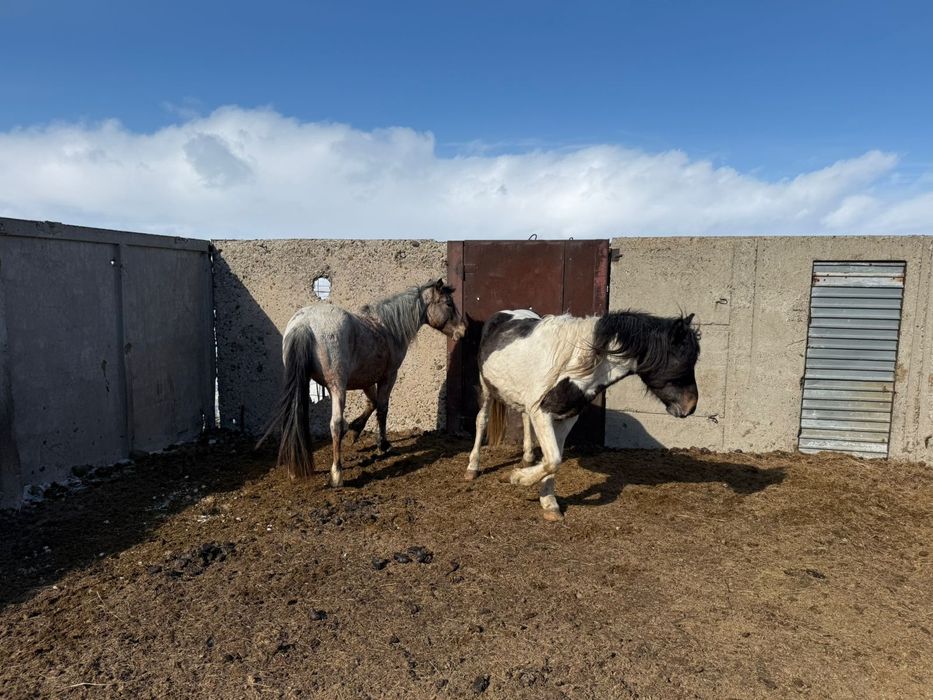 Айгыр ала . 5 лет .