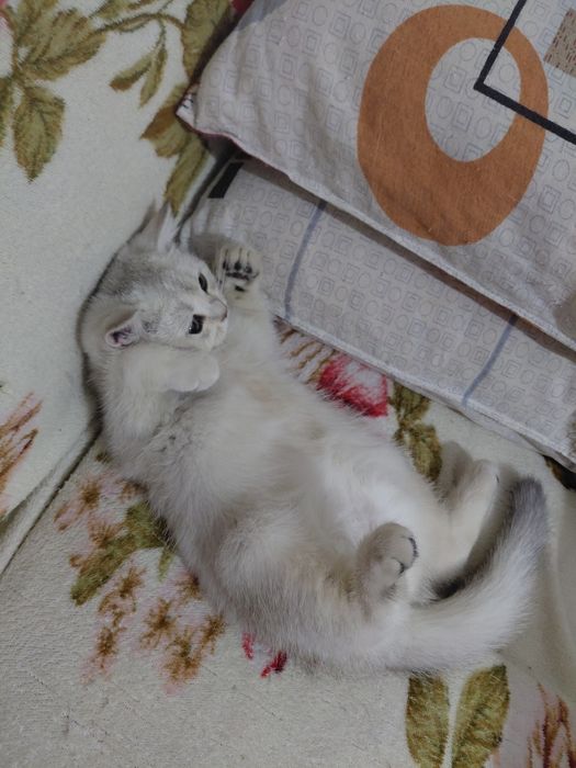 Serebra..shinshil ogʻil bola_5 oylik. Onasi: Zalataya shinshil  1.5 y