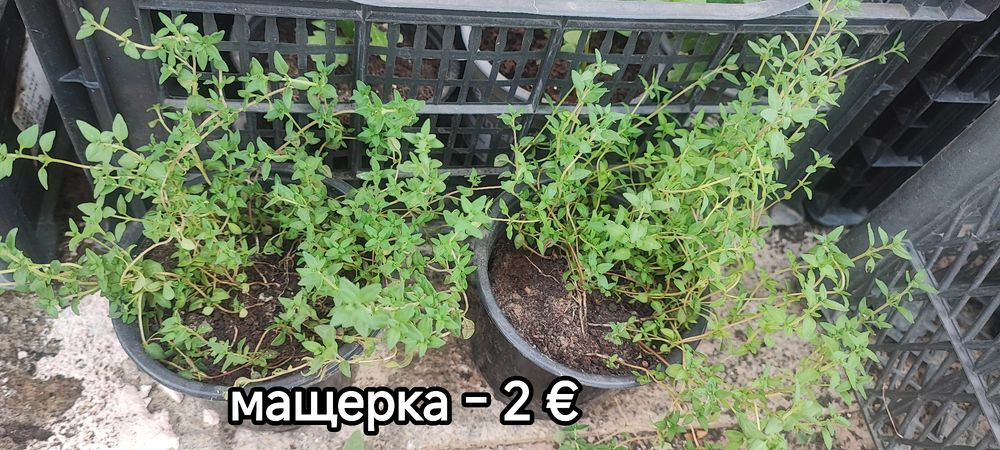 Цветя за градинка