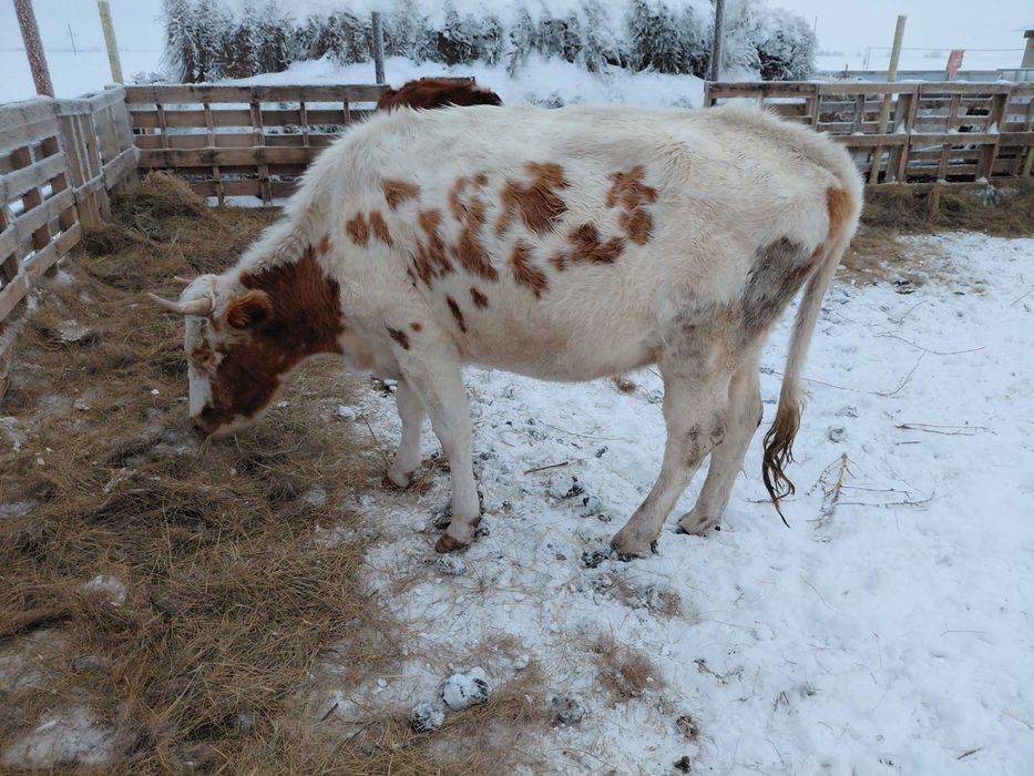 Продам коров и телят