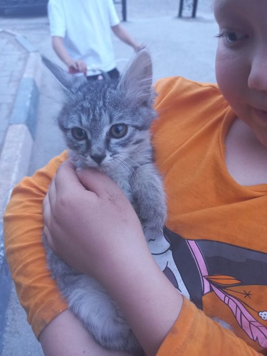 Котенок ищет дом