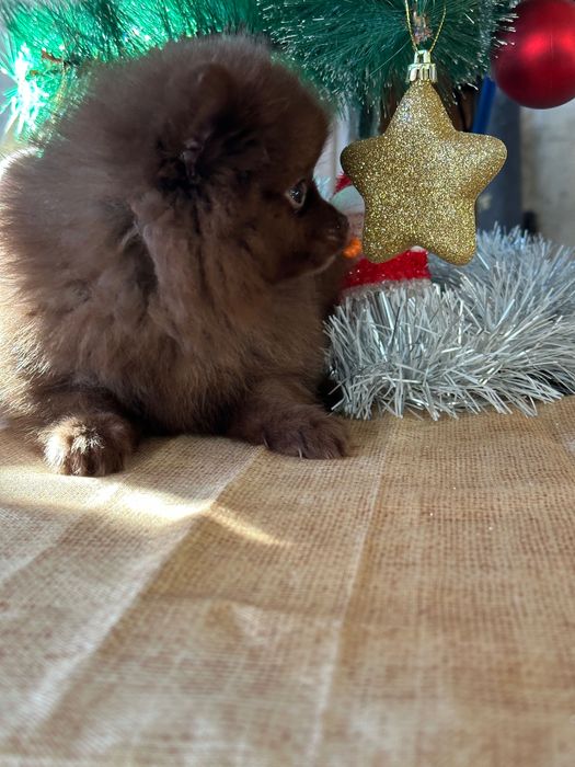 Померан мъжки шоколад