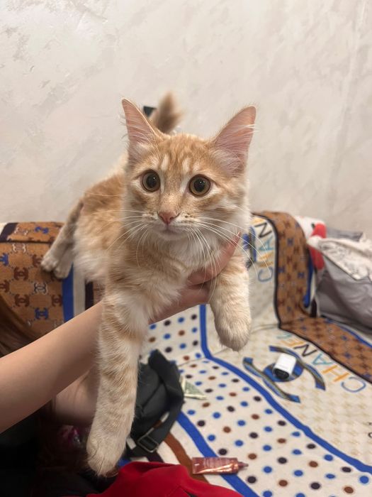 Отдам рыжего котенка
