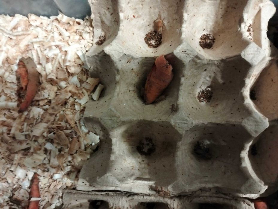 Продам банановых сверчков.