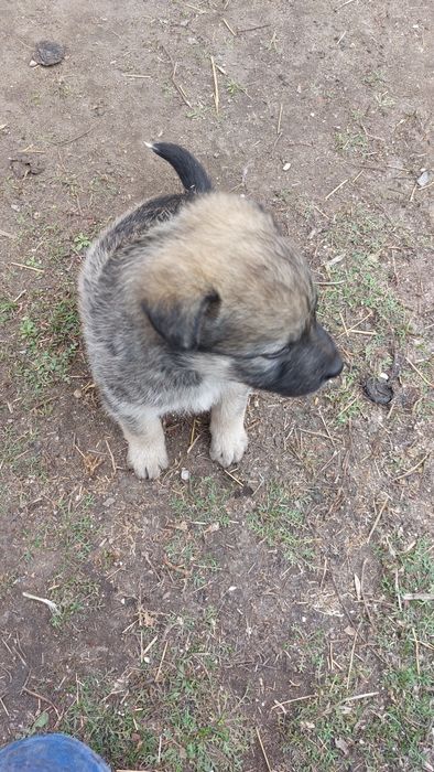 Отдам щенят  в добрые руки