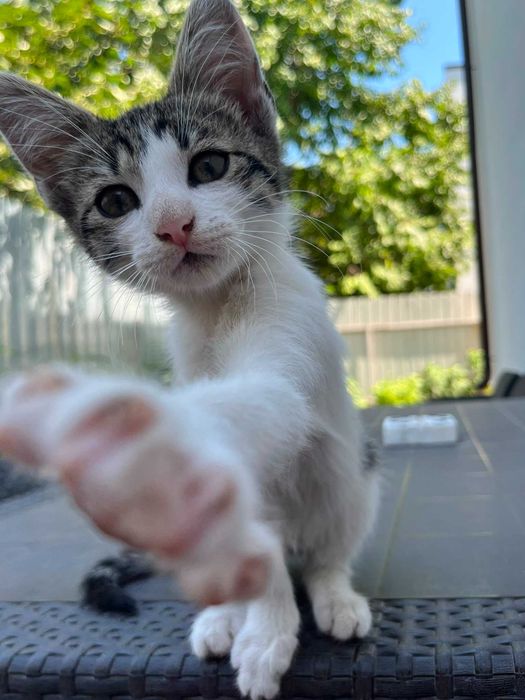 Ofer spre adoptie, gratuit, 4 pui de pisica , rasa comuna, vaccinati , deparazitati , in varsta de 2 luni