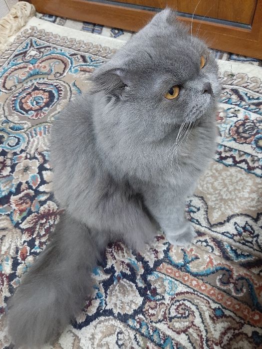 11ойлик Скоттиш фолд сотилади