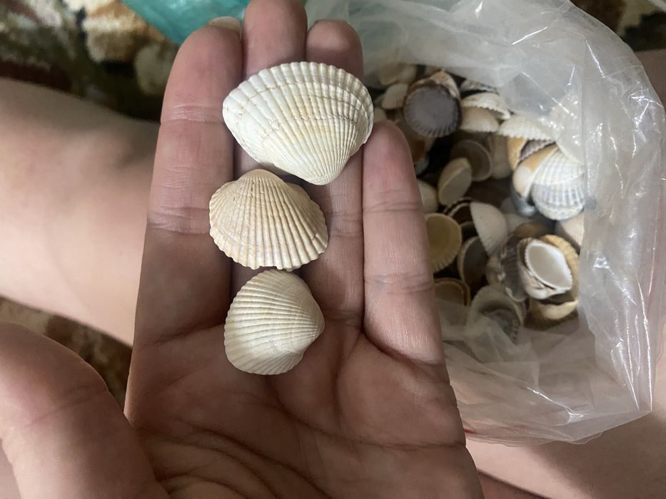 Продам ракушки с моря