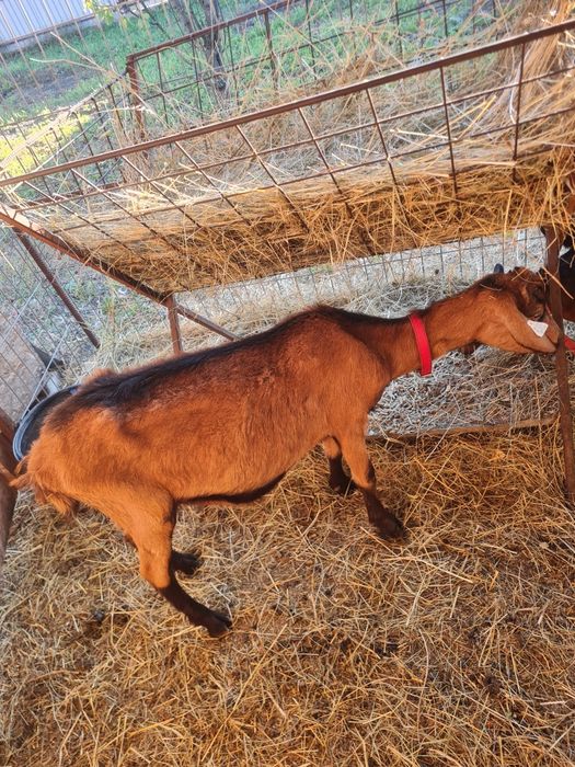Vand iada alpina franceze