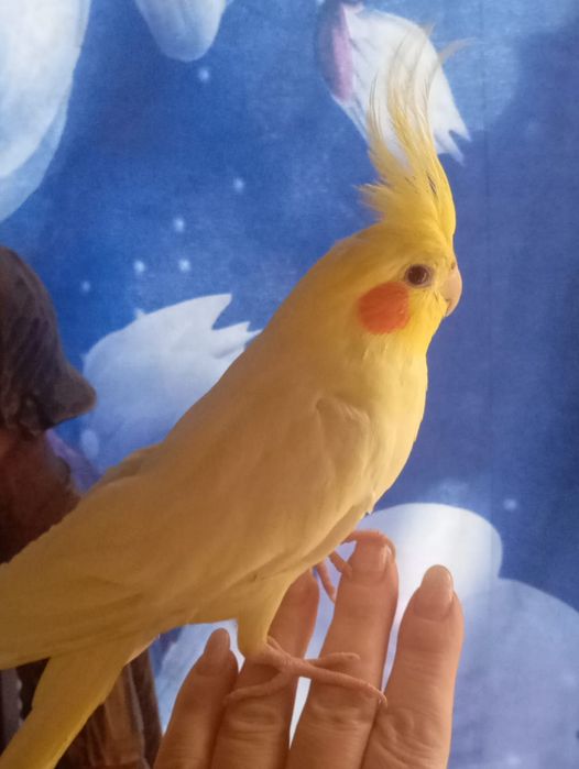 Продам ручных домашних попугаев нимфа-кореллы 1 месяц выкормыши