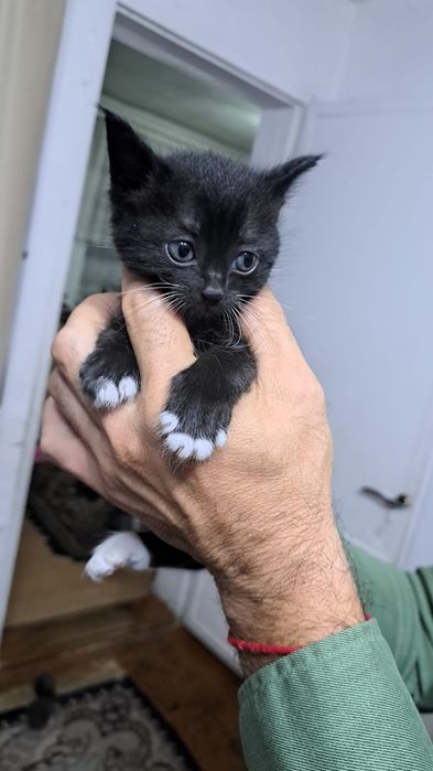 Котята отдам в добрые руки