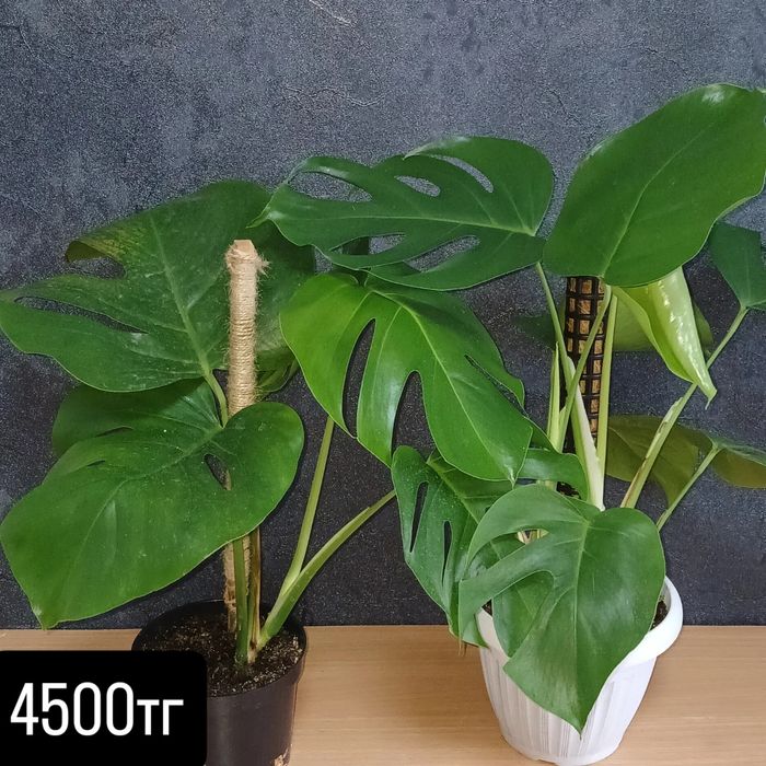 Комнатные растения от 2500