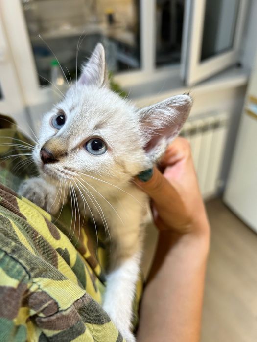 Отдам котят любящим хозяевам