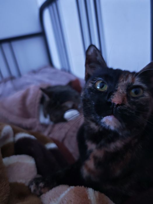 Pet sitter Bucuresti