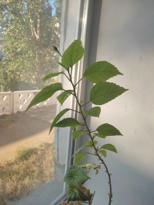 Комнатные цветы недорого.цветущие